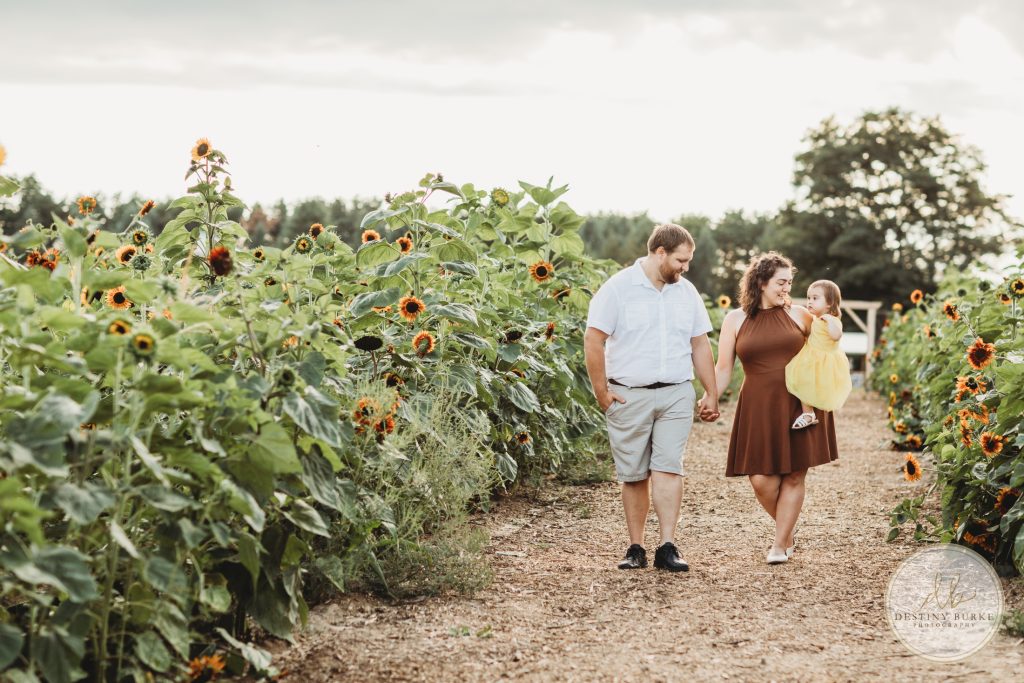 Stokoe, Farms, Sunflowers, Scottsville, NY, Photography
