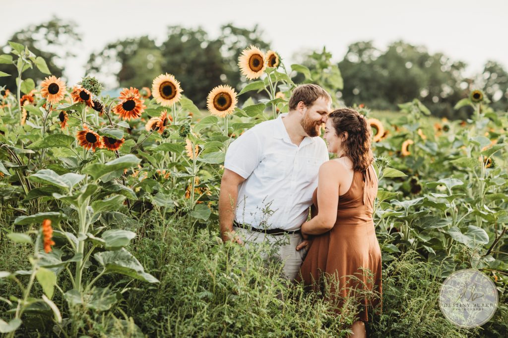 Stokoe, Farms, Sunflowers, Scottsville, NY, Photography