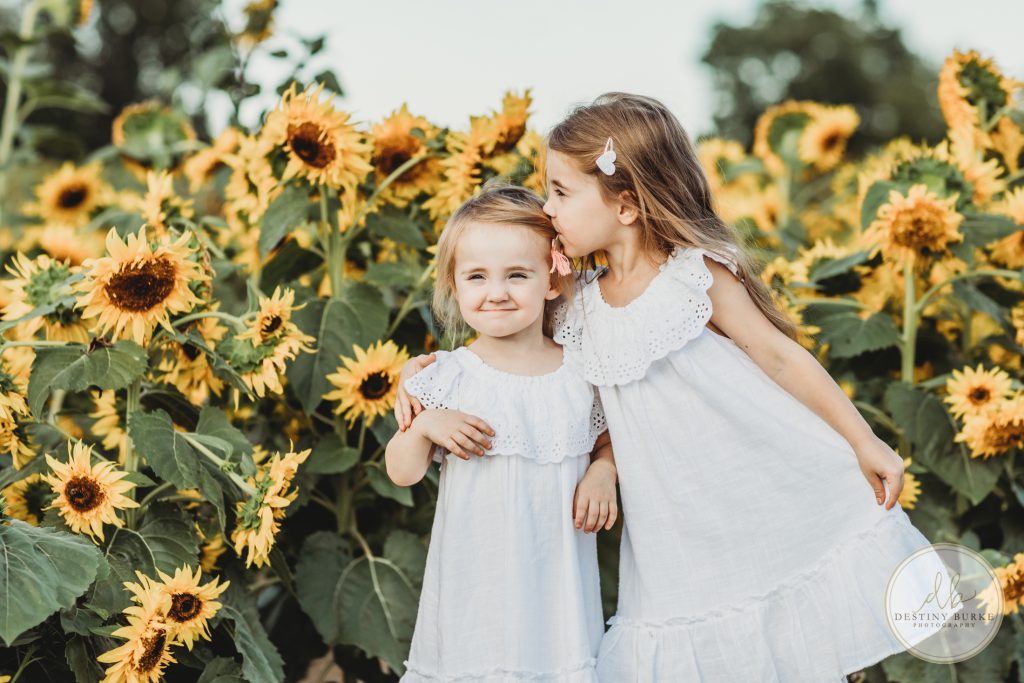 Stokoe, Farms, Sunflowers, Scottsville, NY, Photography