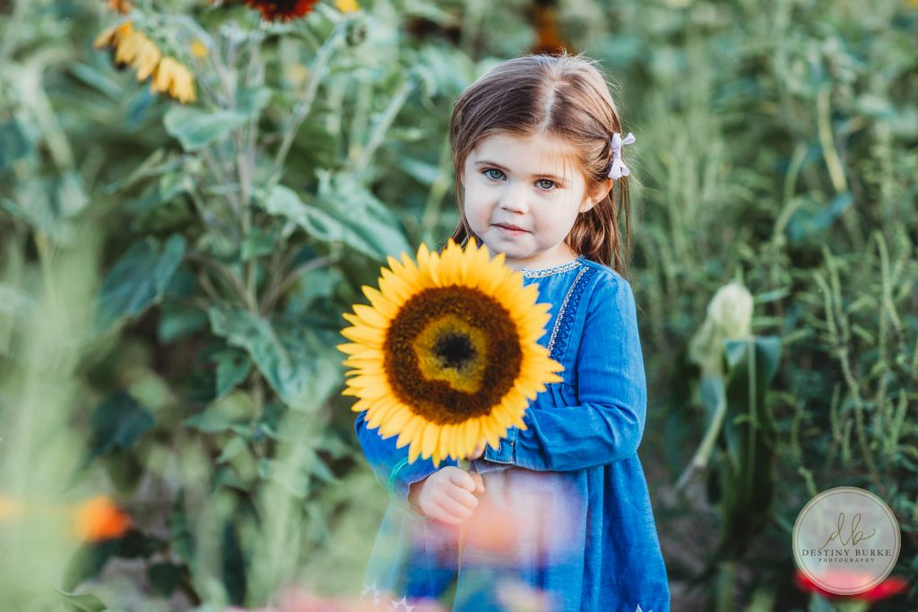 Stokoe, Farms, Sunflowers, Scottsville, NY, Photography