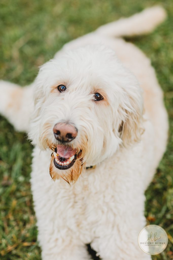 goldendoodles, photoshoot, dogs, puppies, couple, Black Creek Park, Destiny Burke Photography, Black Creek Park, North Chili, Rochester, NY, upstate,