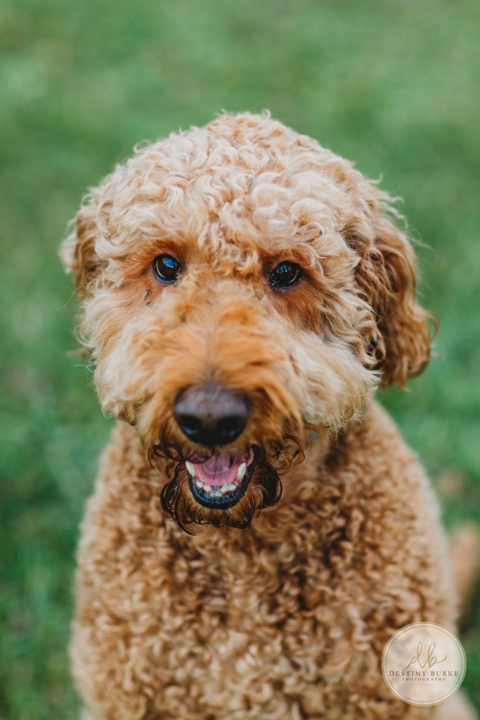 goldendoodles, photoshoot, dogs, puppies, couple, Black Creek Park, Destiny Burke Photography, Black Creek Park, North Chili, Rochester, NY, upstate,