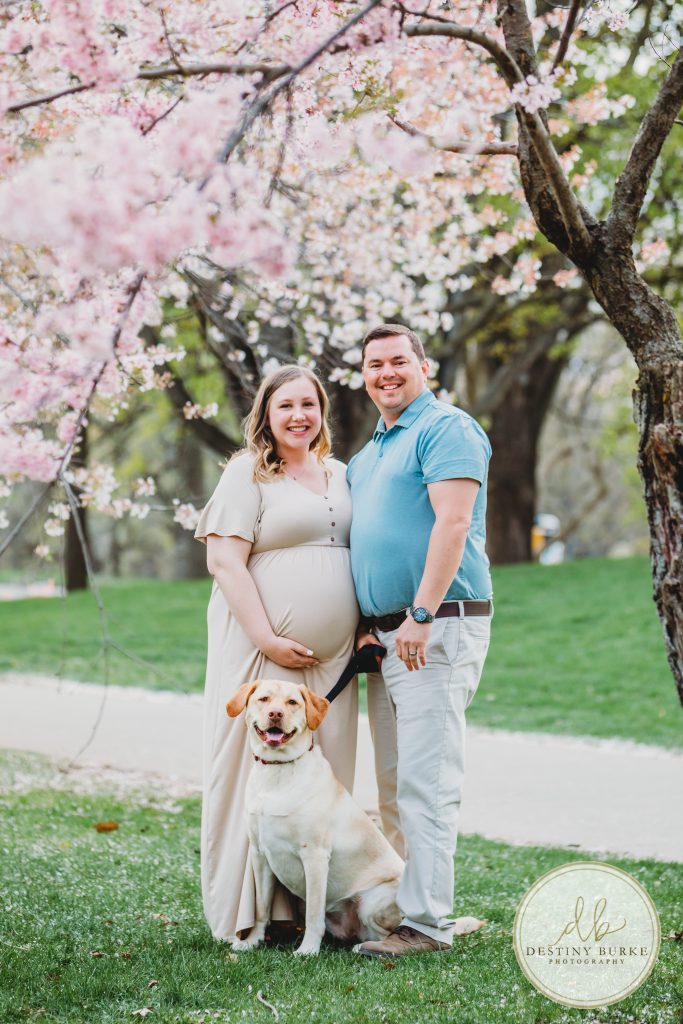 Maternity, Session, Highland Park, Rochester, upstate, New York, NY, photography, photographer, Cherry Blossom, Mini session, dog, golden lab