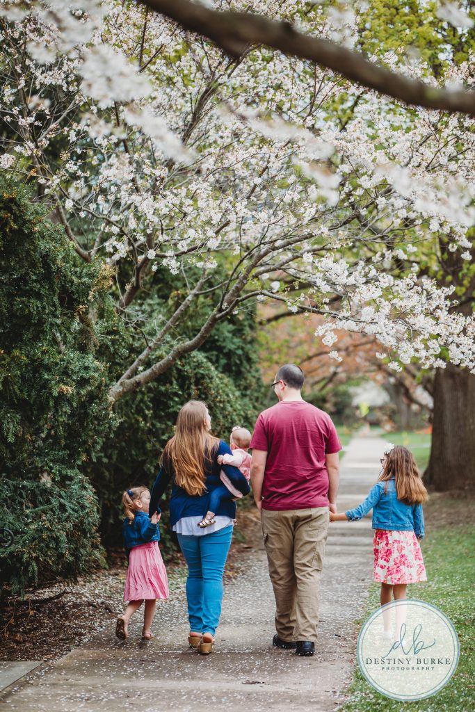 Family, posing, cherry blossom, mini, session, Destiny Burke Photography, photography, photographer, Highland Park, Rochester, NY, New York